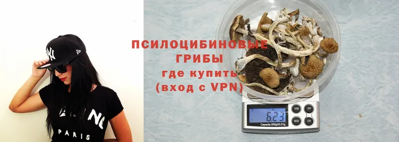 как найти   Безенчук  Галлюциногенные грибы Cubensis 